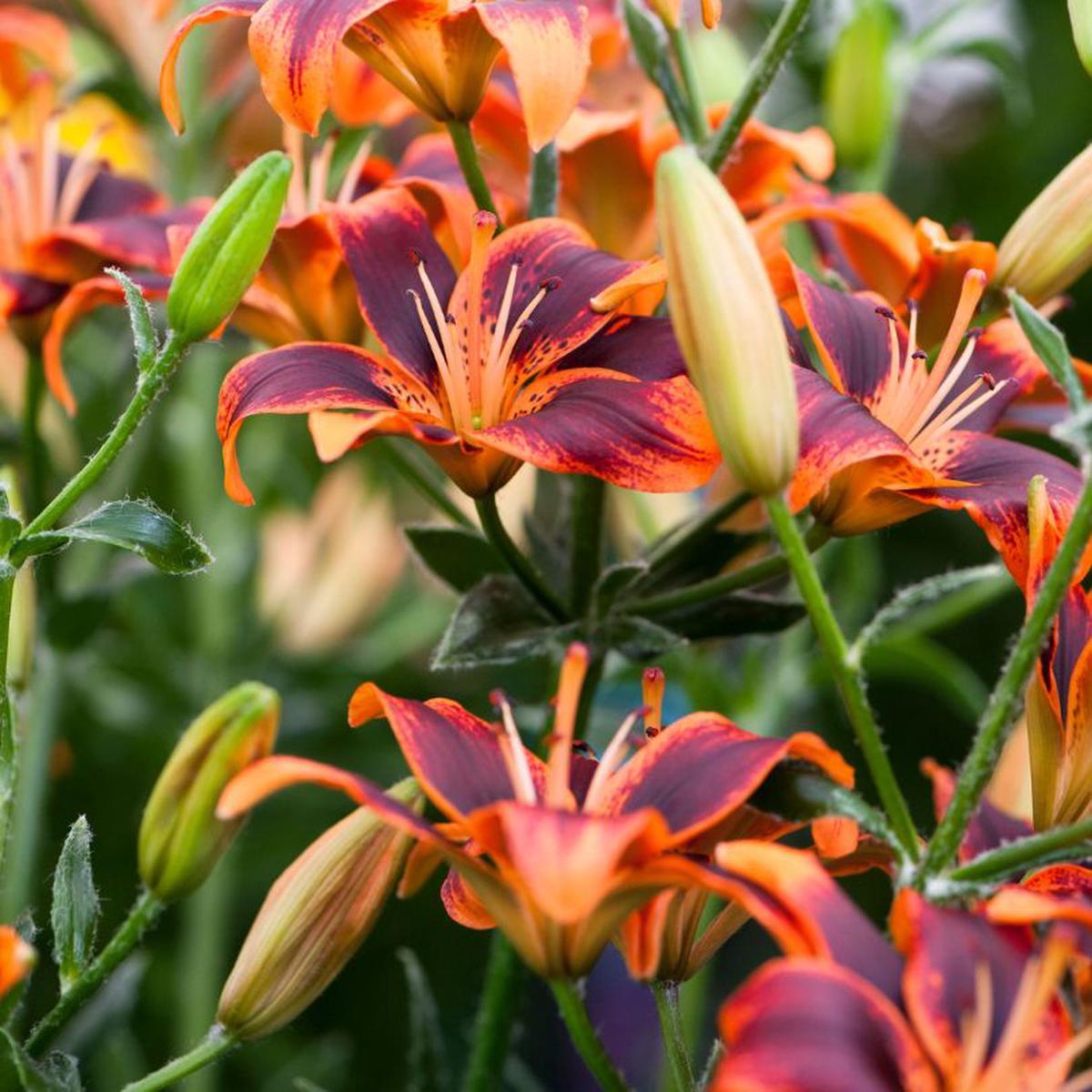 'Forever Susan' Lily