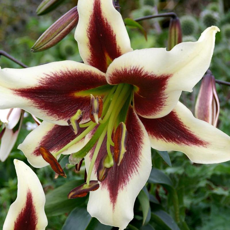 'Beverly Dreams' Lily (Lilium)
