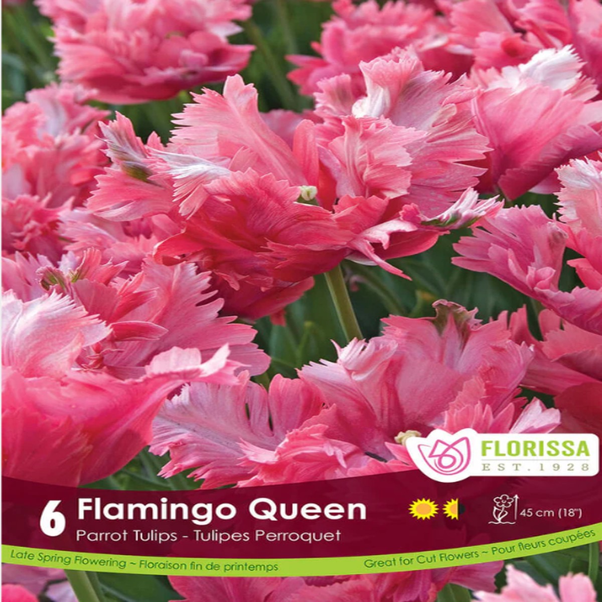'Flamingo Queen' Tulip